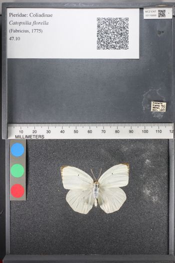 Media type: image;   Entomology 116899
